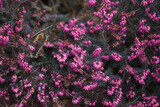 Fototapeta Koty - Evergreen heather blooms with purple flowers in winter. Erica herbaceous. Floral background.