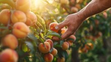 Hand-picking Ripe Apricots In A Lush Orchard