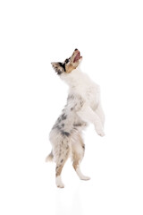 Wall Mural - Curious, playful Australian Shepherd dog stands tall on its back legs against white studio background. Concept of pet lover, animal life, grooming and veterinary. Copy space