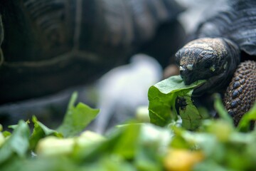 Aldabra Giant Tortoises are eating vegetables and fruit together