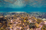 Fototapeta Do akwarium - Underwater coral reef. View swim float coral reef, habitat of biocenosis of exotic marine tropical animals