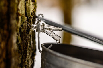 old fashionned maple water collection day.