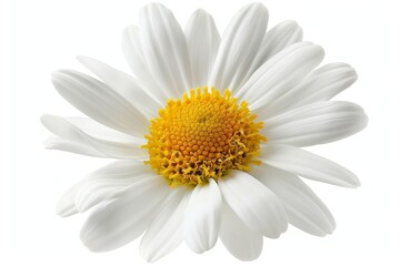 Poster - Isolated white chamomile flower