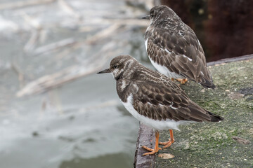 Poster - turnstones areneria interpres perched on a sea defence wall