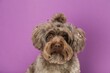 Cute Maltipoo dog on violet background. Lovely pet