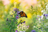 Fototapeta  - Motyl monarcha siedzący na kwiatach
