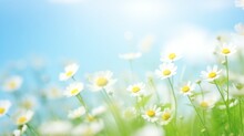 Field Of Daisies Bokeh Background With Sunlight And Blue Sky
