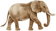 African elephant wildlife animals watercolor illustration