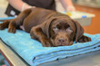Check up of cute chocolate labrador puppy at modern the vet hospital.