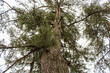 Fronde ramificate di albero Pino con corteccia rugosa e sfondo cielo bianco