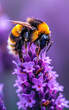 Close-up of Bumblebee Pollinating Purple Lavender Flowers