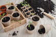 Repotting small tomato plants into paper seedling pots