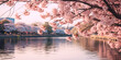 An image of cherry blossoms in bloom over a lake with a walking path and a city in the background