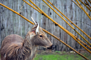 Sambar Deer in Captivity