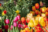Fototapeta Tulipany - multi-colored tulips close-up on a blurred background