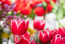 Red White Tulips Closeup On A Blurred Background
