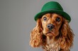 Adorable brown dog donning a green hat on a gray background.