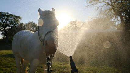 Wall Mural - Horse getting bath on farm with water spray over face at sunset.