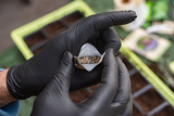 Fototapeta Dmuchawce - nasiona karczocha w saszetce trzymanej przez męskie dłonie