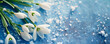 Top view of spring snowdrops in snow on blue background with copy space. Flat lay banner with first white flowers. The Day of Snowdrop concept. Floral template of fresh nature for greeting card poster