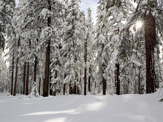  Snowy Forest, Tahoe National Forest