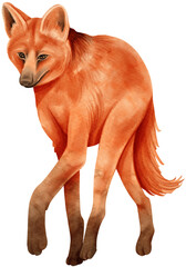 Sticker - Maned wolf animal watercolor illustration