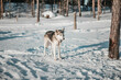 Lapland Dog