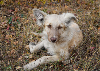 dog on the grass