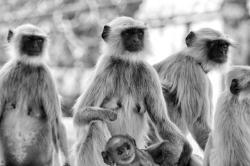 Wall Mural - Portrait of Gray Langurs in Ahmedabad, India