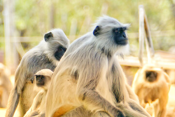 Wall Mural - Portrait of Gray Langurs in Ahmedabad, India