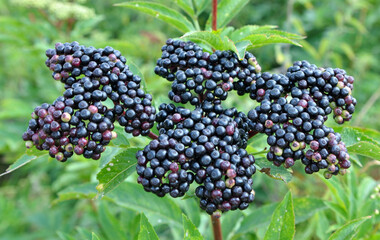 Sticker - Berries ripe on the black grassy elder (Sambucus ebulus)