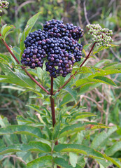 Sticker - Berries ripe on the black grassy elder (Sambucus ebulus)