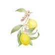 Watercolor lemon branch with fragrant flowers and juicy fruits. Hand drawn, isolated