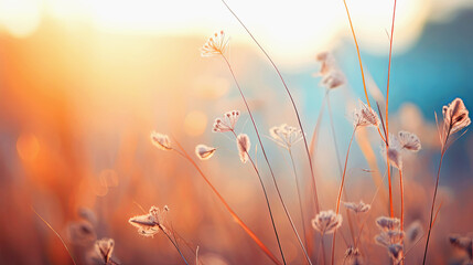  Fabulous sunrise or sunset in field or meadow. Autumn grass in golden glow of sun. Landscape, romance, background for design with copy space