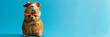 A cute guinea pig has put its front legs together and stands on its hind legs on a blue background. Copy space on the right. Banner, postcard.