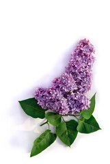 Wall Mural - violet flowers lilac ( syringa vulgaris ) on a white background with space for text. spring flowers.