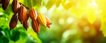 Cocoa Pods, Cacao Tree Blurred Background With Copy Space