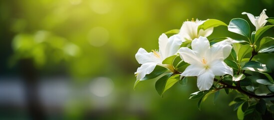 Poster - A closeup of a white blossom with green leaves on a tree branch, showcasing the beauty of a flowering plant in its natural habitat