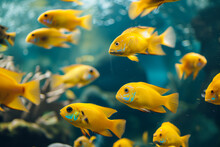 Bunch Of Electric Yellow Cichlids In The Sea, African Cichlids (Malawi Peacock), Group Of Yellow Small Fish, Metallic Blue Gray Cichlids In Freshwater, Haplochromis Obliquidens, Fish Wallpaper Concept