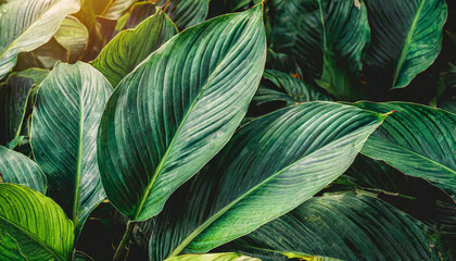 leaves of spathiphyllum cannifolium in the garden abstract green texture nature dark tone background tropical leaf