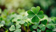Lucky Irish Four Leaf Clover in the Field for St. Patricks Day background with copy space.