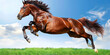 A brown horse is mid-air, leaping energetically