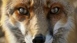 Close-up of the gaze of the eyes of a red fox. A wild animal stares piercingly at the camera. Illustration for cover, card, postcard, interior design, banner, poster, brochure or presentation.