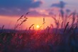 Beautiful sunset over a field of tall grass, ideal for nature backgrounds.