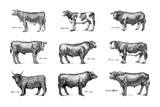 Fototapeta Dinusie - A Group Of Cows Standing Next To Each Other On A White Background. Farm cattle bulls. Different breeds of domestic animals. Engraved hand drawn monochrome sketch. Vintage line art.