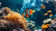 Clown anemonefish (Amphiprion bicolor) in the aquarium