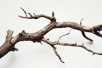 Poster - A bird sitting on a branch of a dead tree, suitable for nature themes.