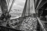 Fototapeta  - a fishing boat with a large net full of fish on the deck