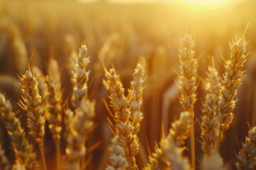 Poster - Beautiful sunset over a wheat field, perfect for agricultural or nature concepts.