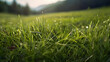 © Gonzalo - Lush green grass meadow background